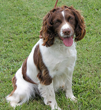 glastonpark spaniels