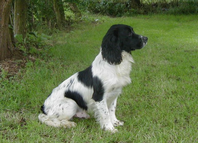 glastonpark spaniels